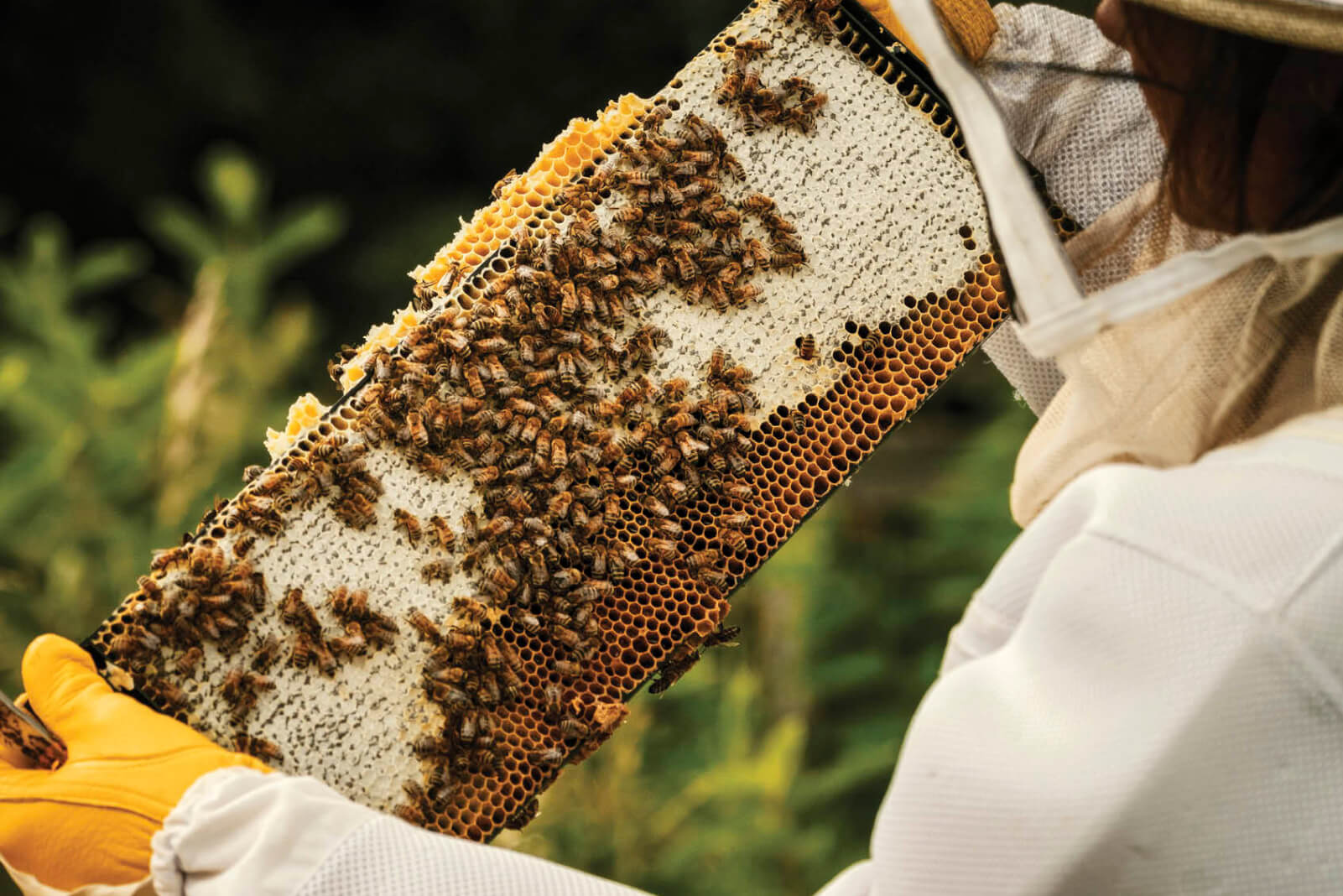 Photo of a person holding a piece of honeycomb covered with honey bees