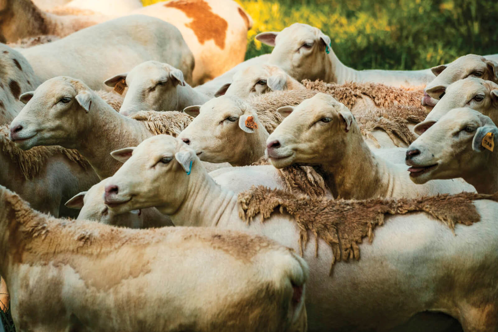 Photo of a herd of sheep