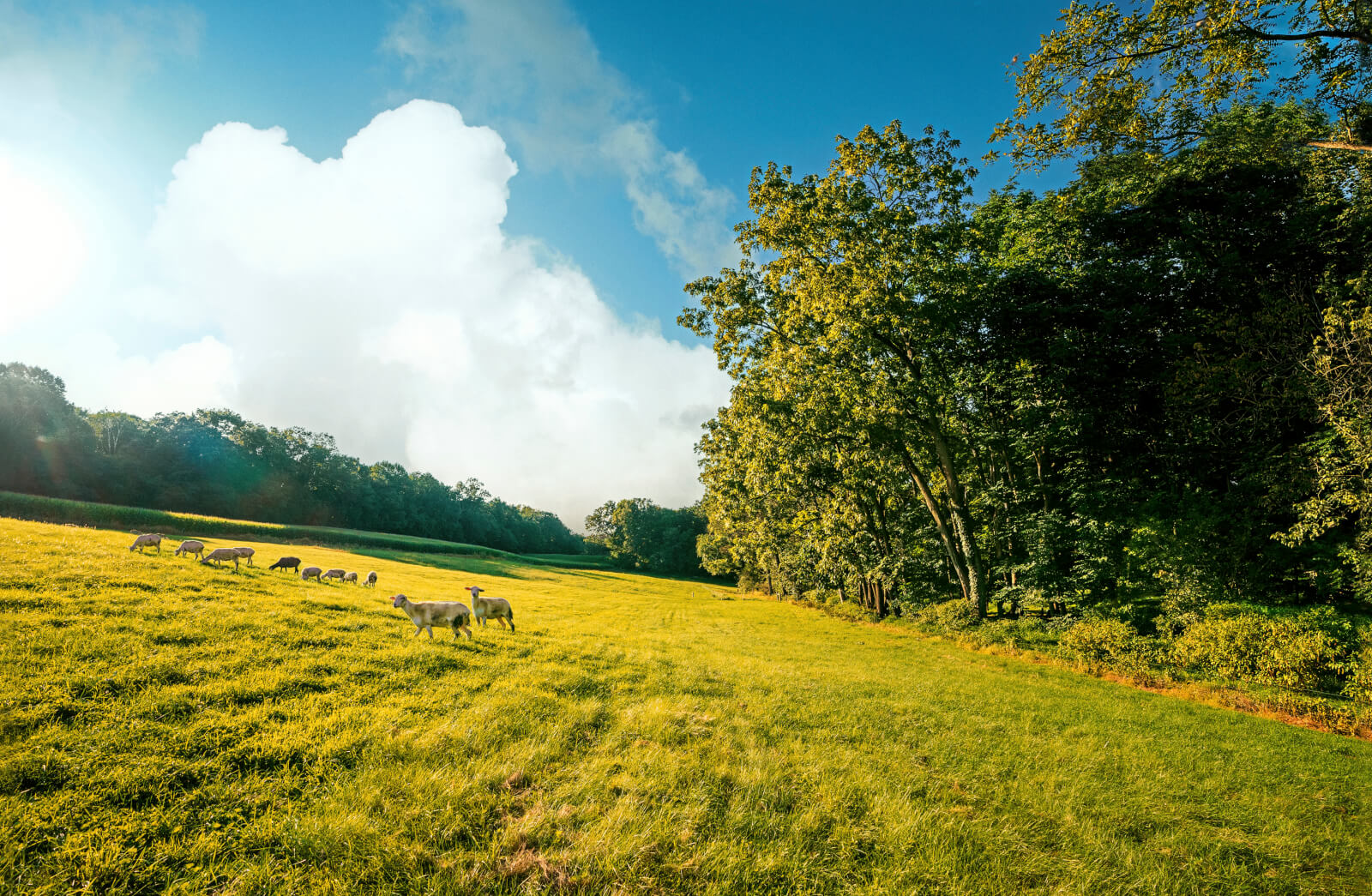 Photo of sheep in a large green field