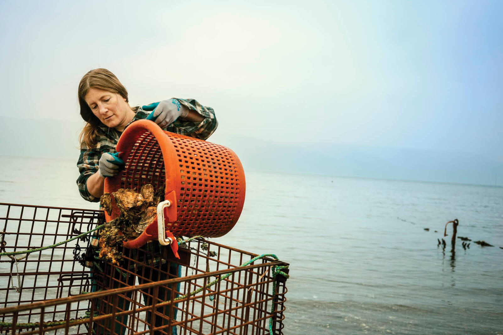 Photo of a woman emptying a large red bucket full of oysters