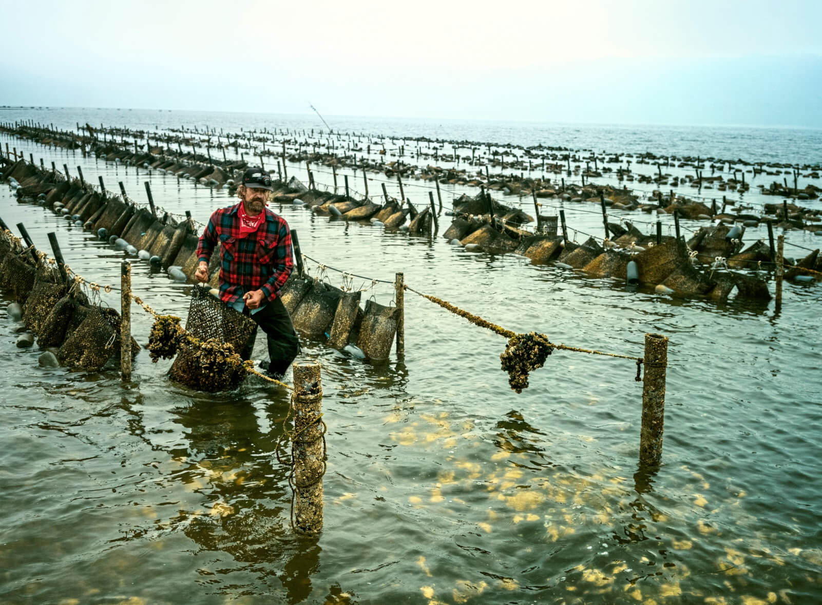 Photo of Adam James harvesting oysters