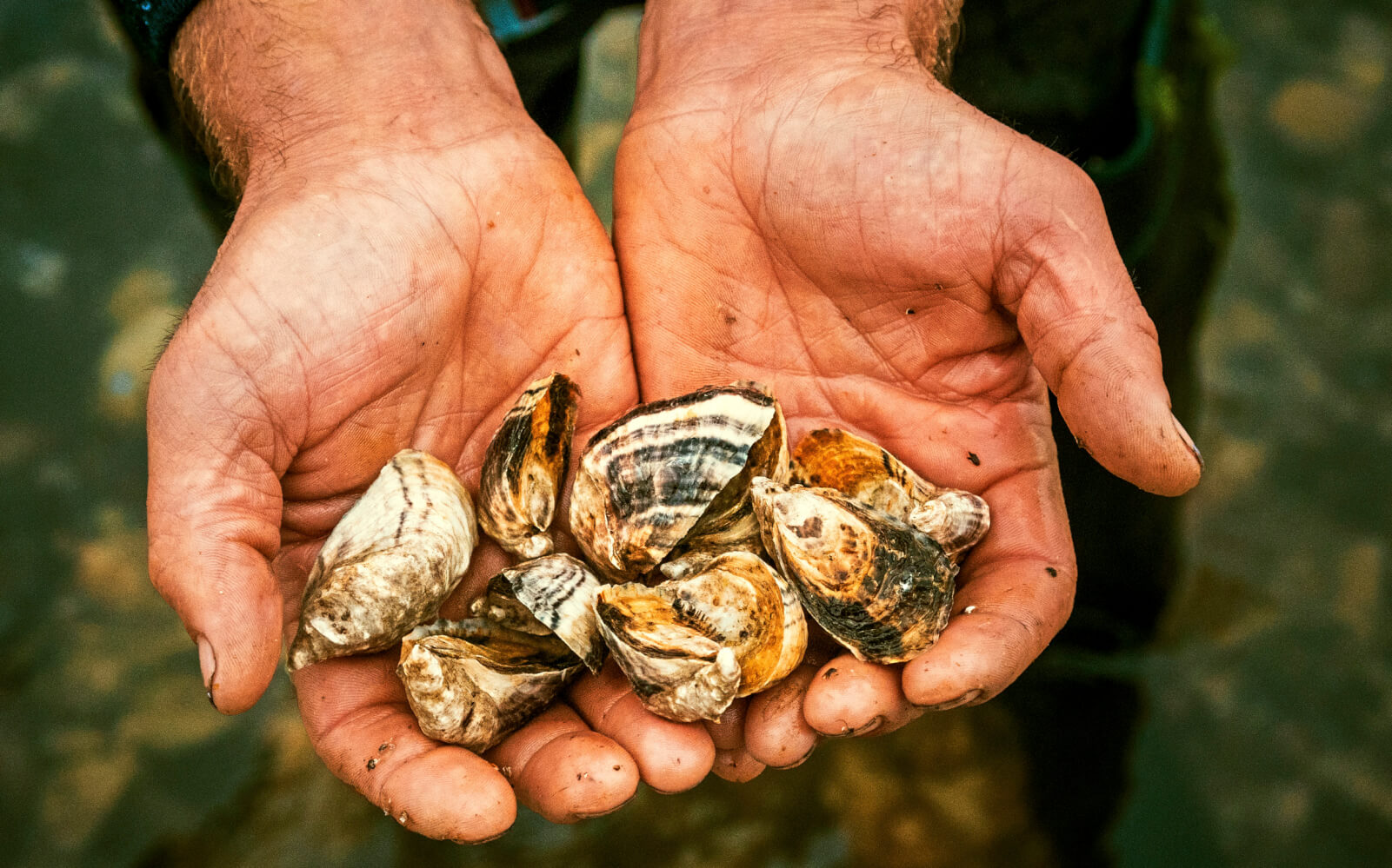 Photo of hands holding several fresh oysters