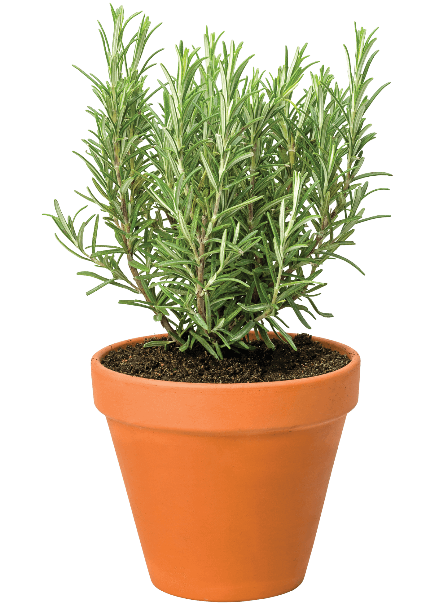 Photo of a rosemary plant in a clay pot