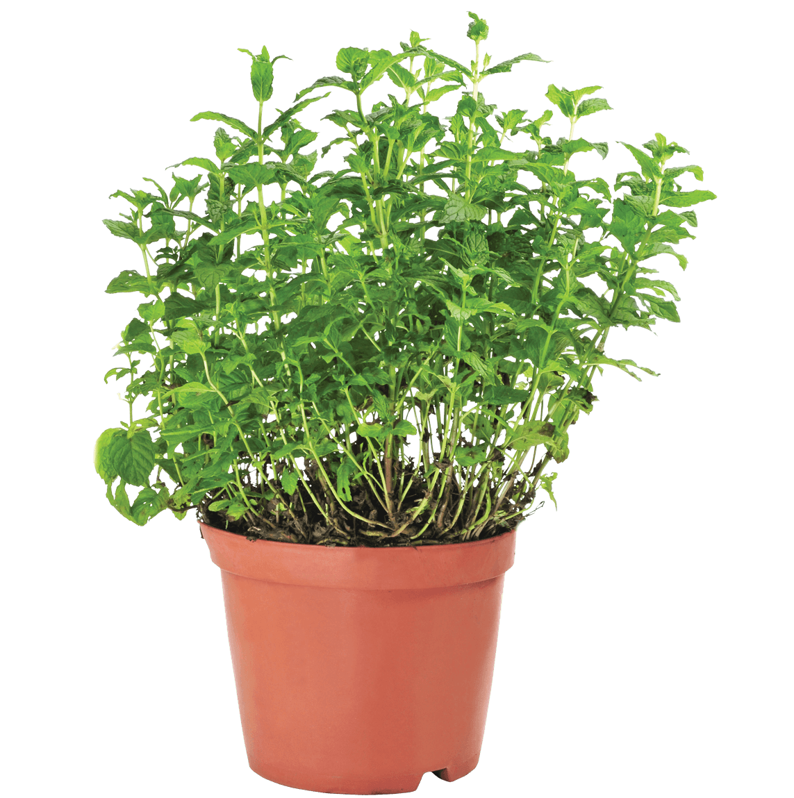 Photo of mint growing in a clay pot