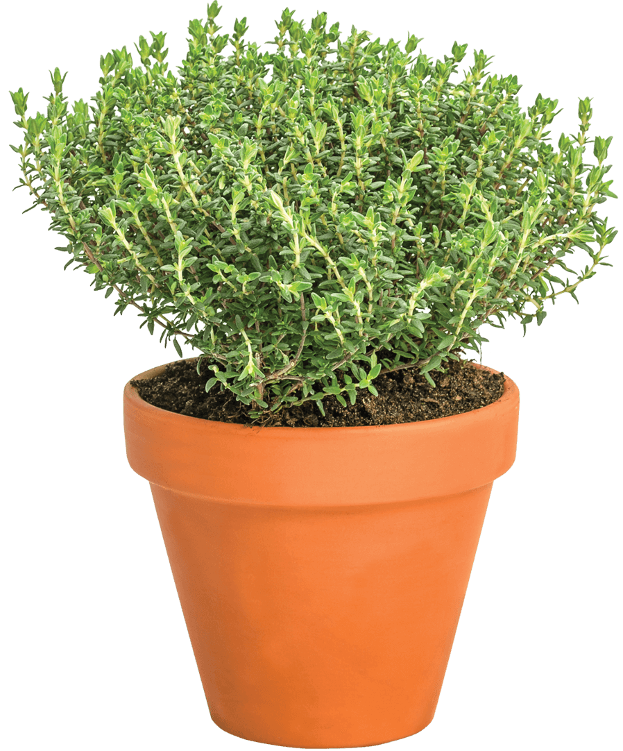 Photo of thyme growing in a clay pot