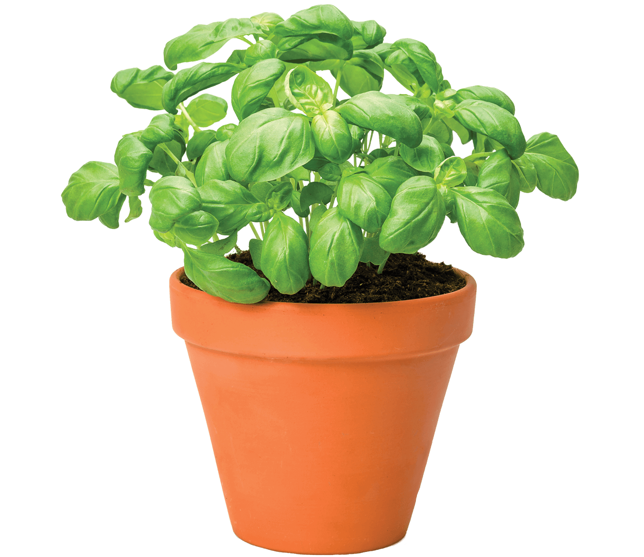 Photo of basil growing in a clay pot