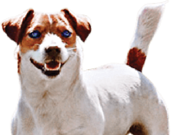Photo of Lowe's dog