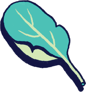 Illustration of a spinach leaf