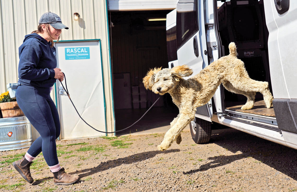 Photo of a woman holding the leash of a dog jumping out of a van