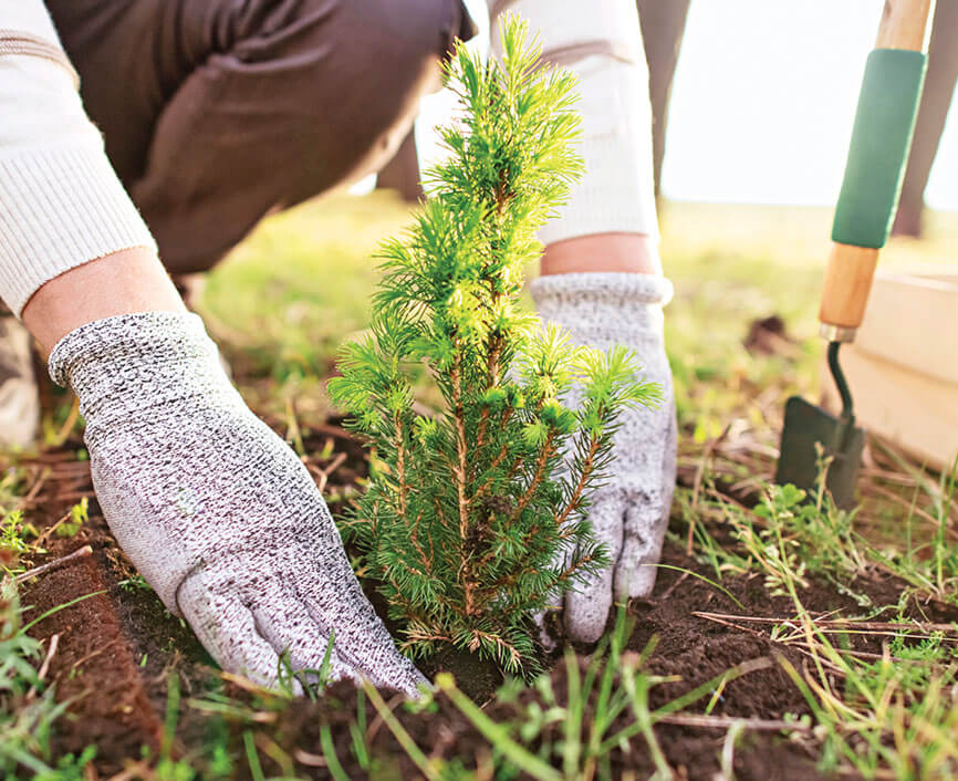 Photo of hands planing a tree