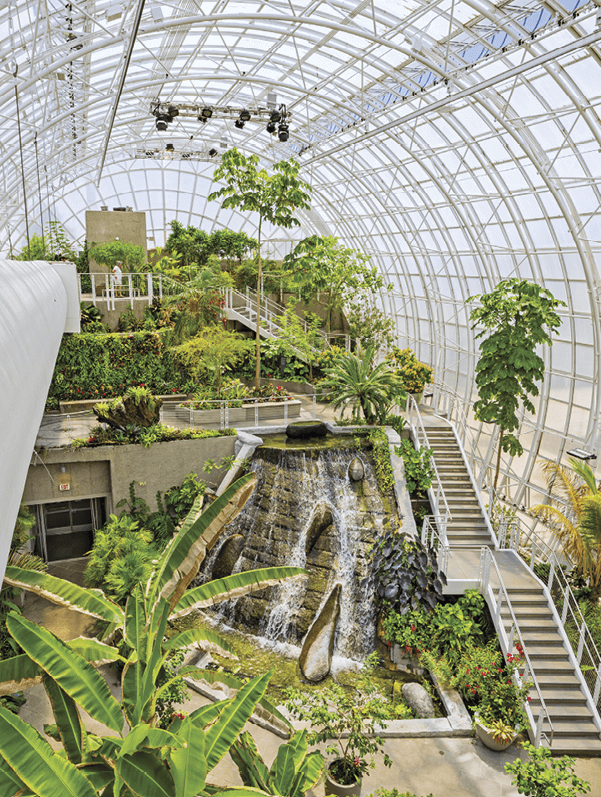 Photograph of the beautiful greenery of Myrid Botanical garden