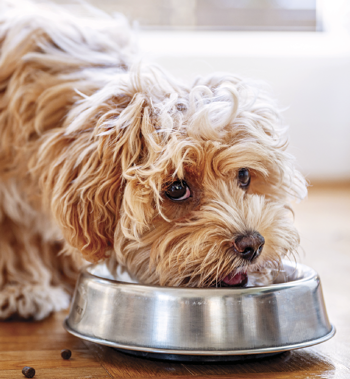 Image of a dog eating out of his food bowl and looking into the camera sadly
