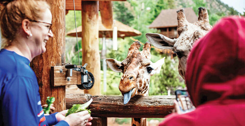 Photo of a woman feeding lettuce to a giraffe 