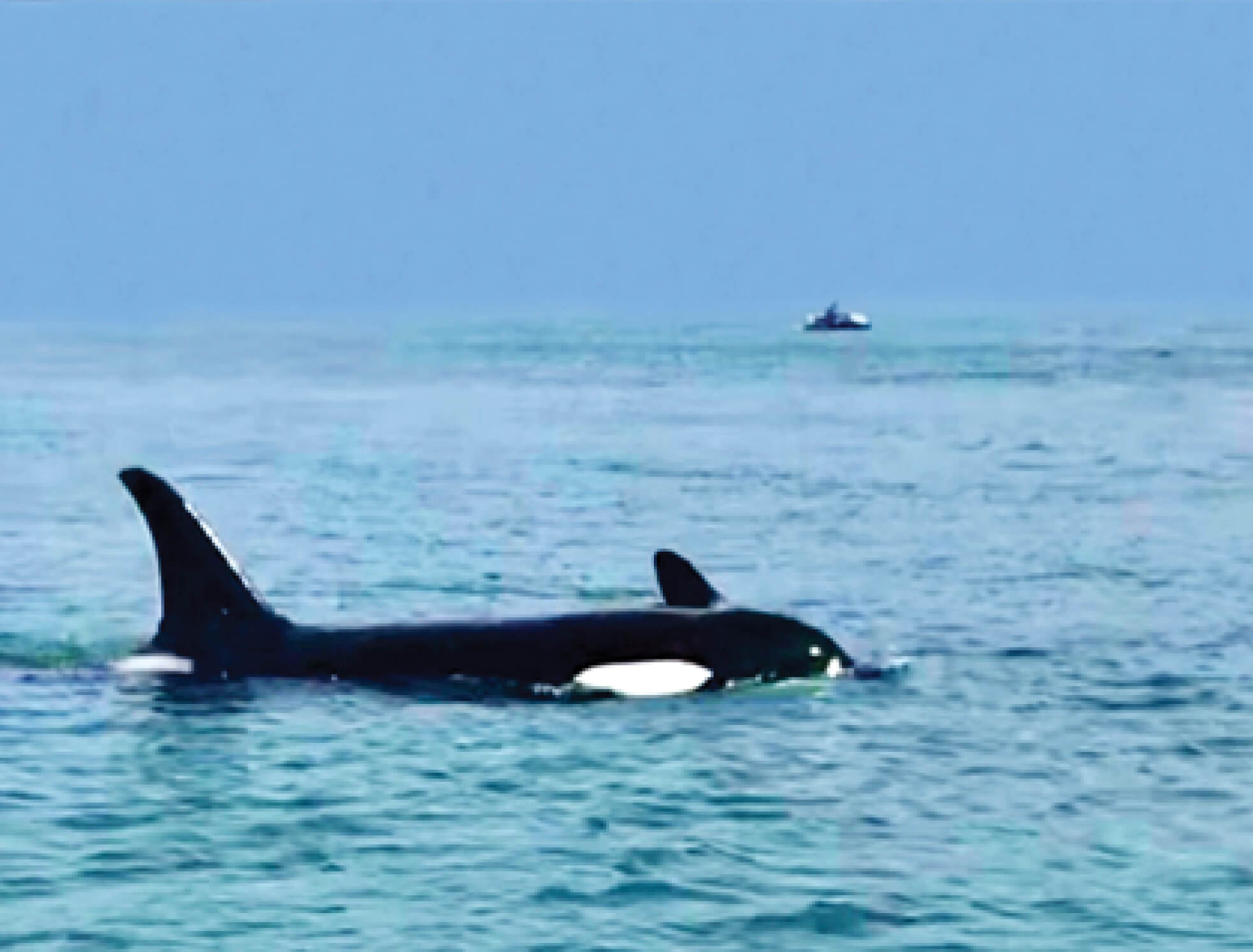 Photo of orca whales in water