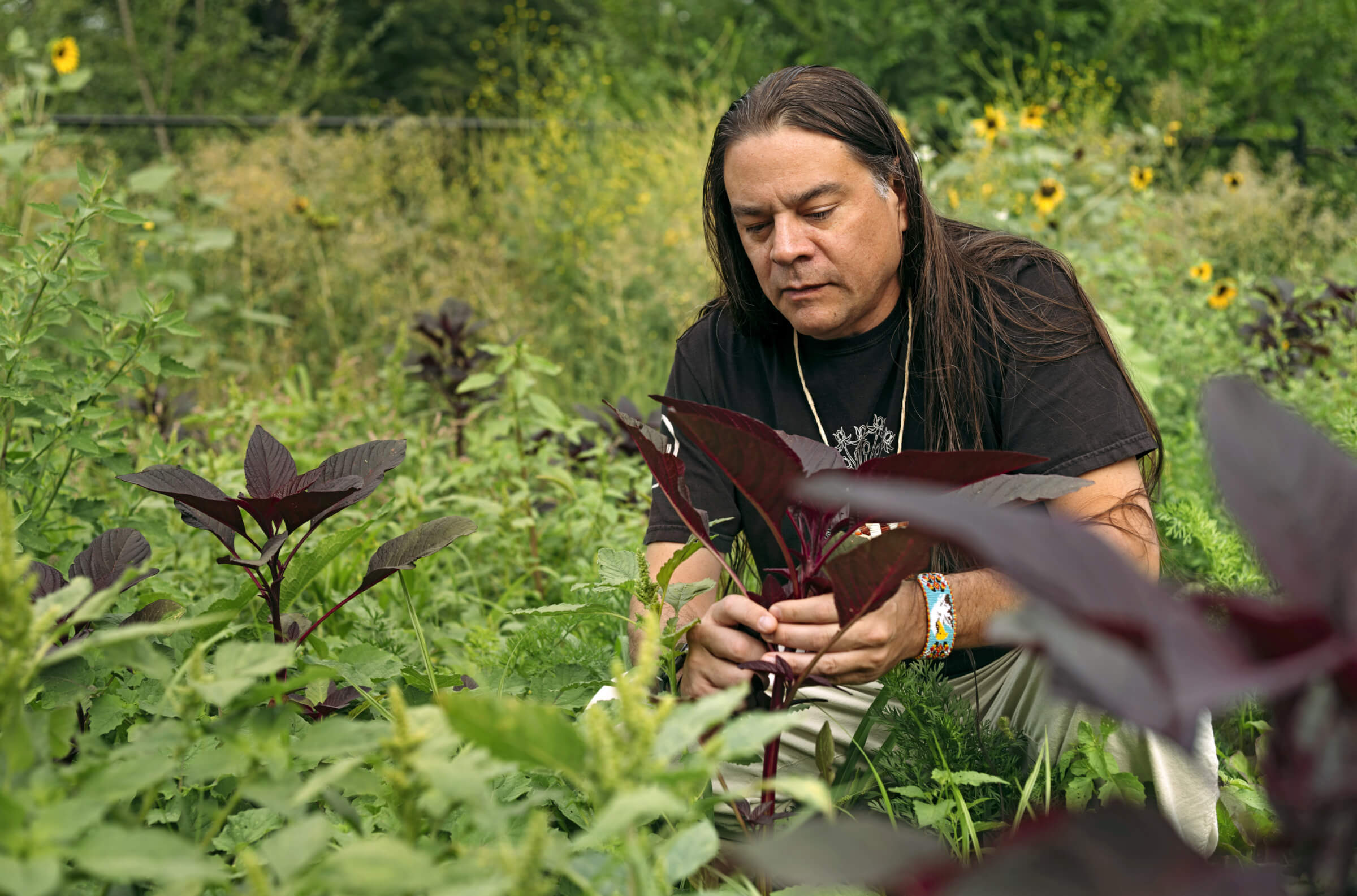 Photo of Sean Sherman foraging for wild herbs in a field