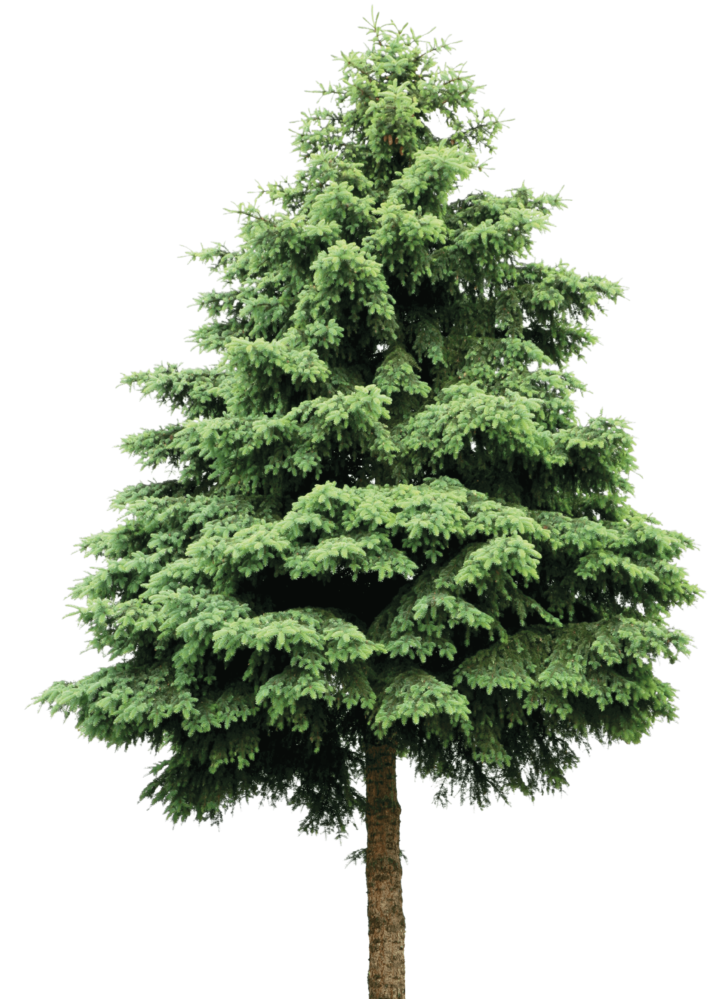 Photo of a Norway spruce tree