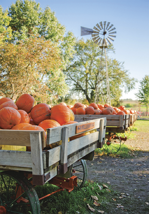 Image of cartridges full of huge pumpkins in a farm 