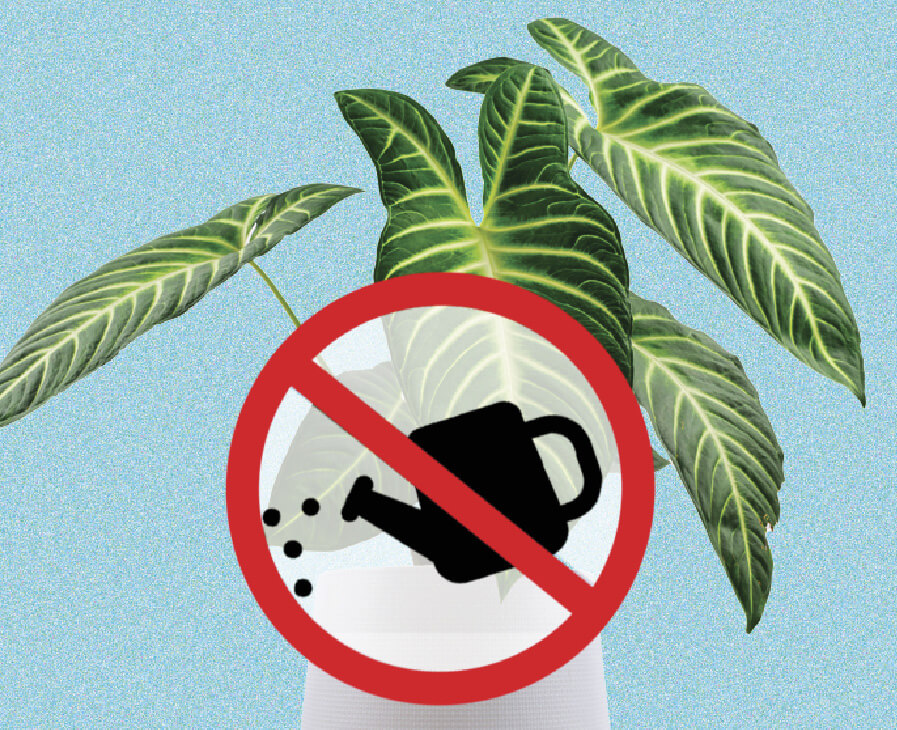 An illustration of a drooping green plant with a red circle and slash over it, symbolizing overwatering or warning against it.