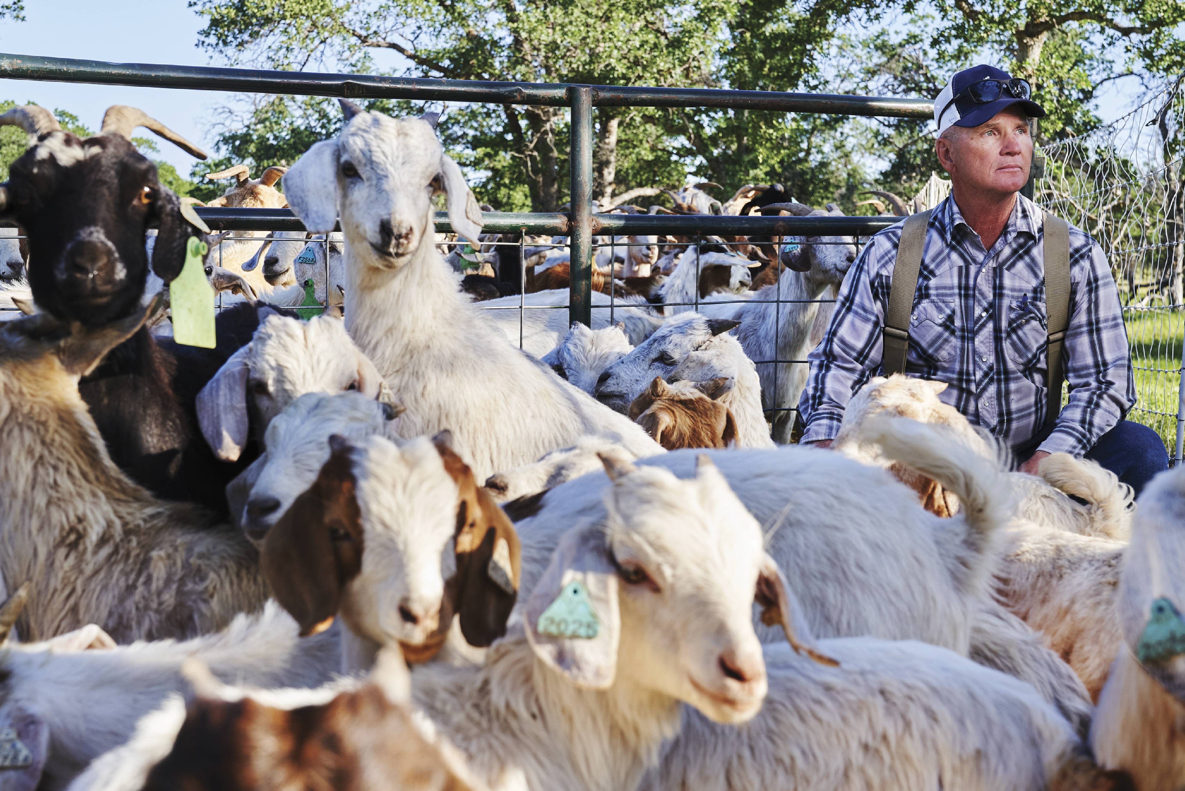 Photograph of Tim Arrowsmith sitting amongst few of his several hundred goats 