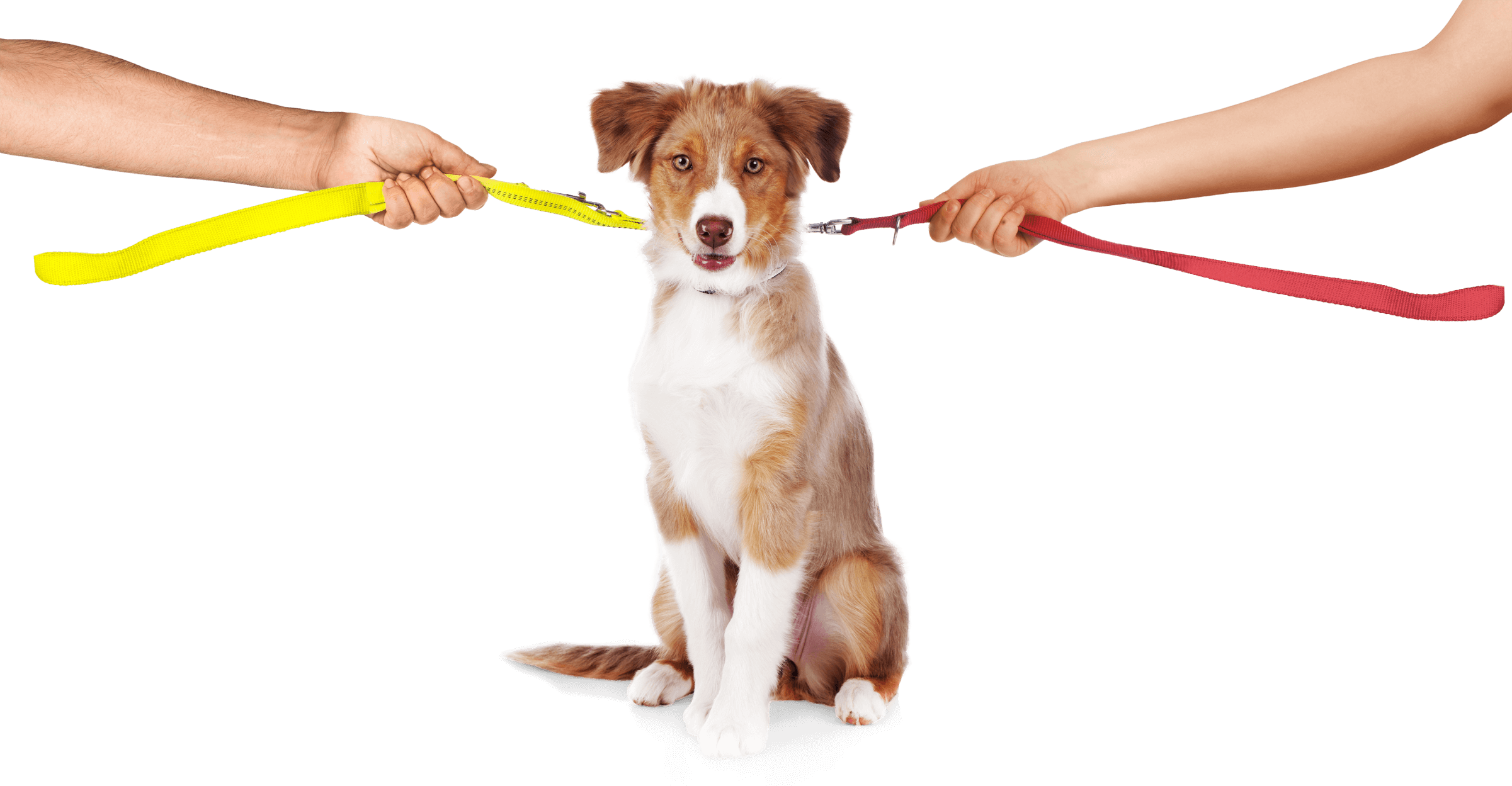 Photo of dog with two leashes, two hands are pulling each in opposite directions