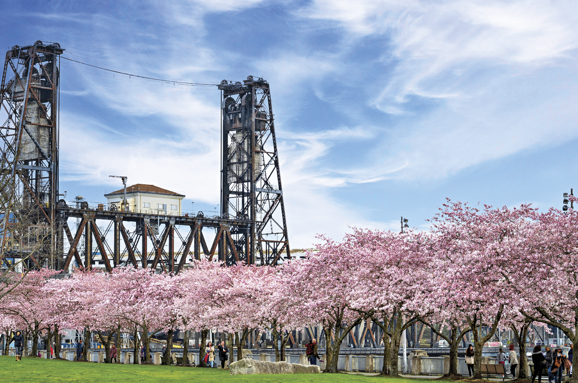 Photograph of the cherry blossoms in Portland, Oregon