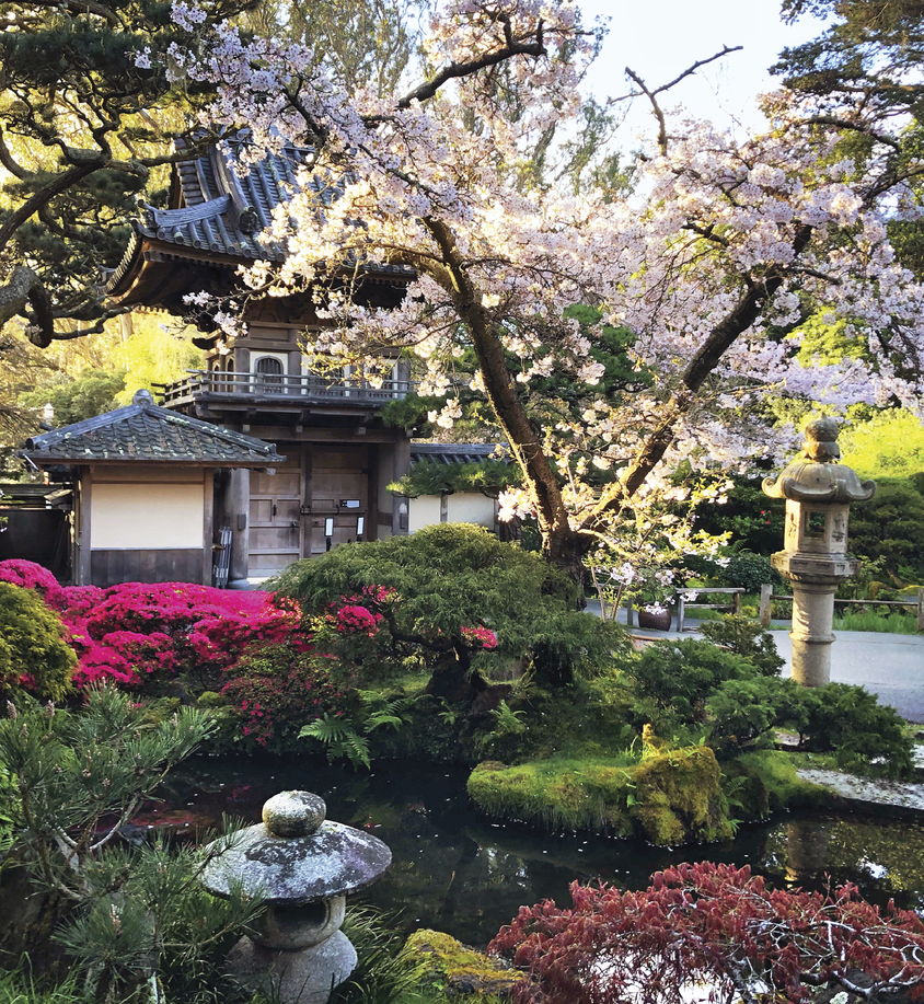 Cherry blossoms in front a house in San Francisco