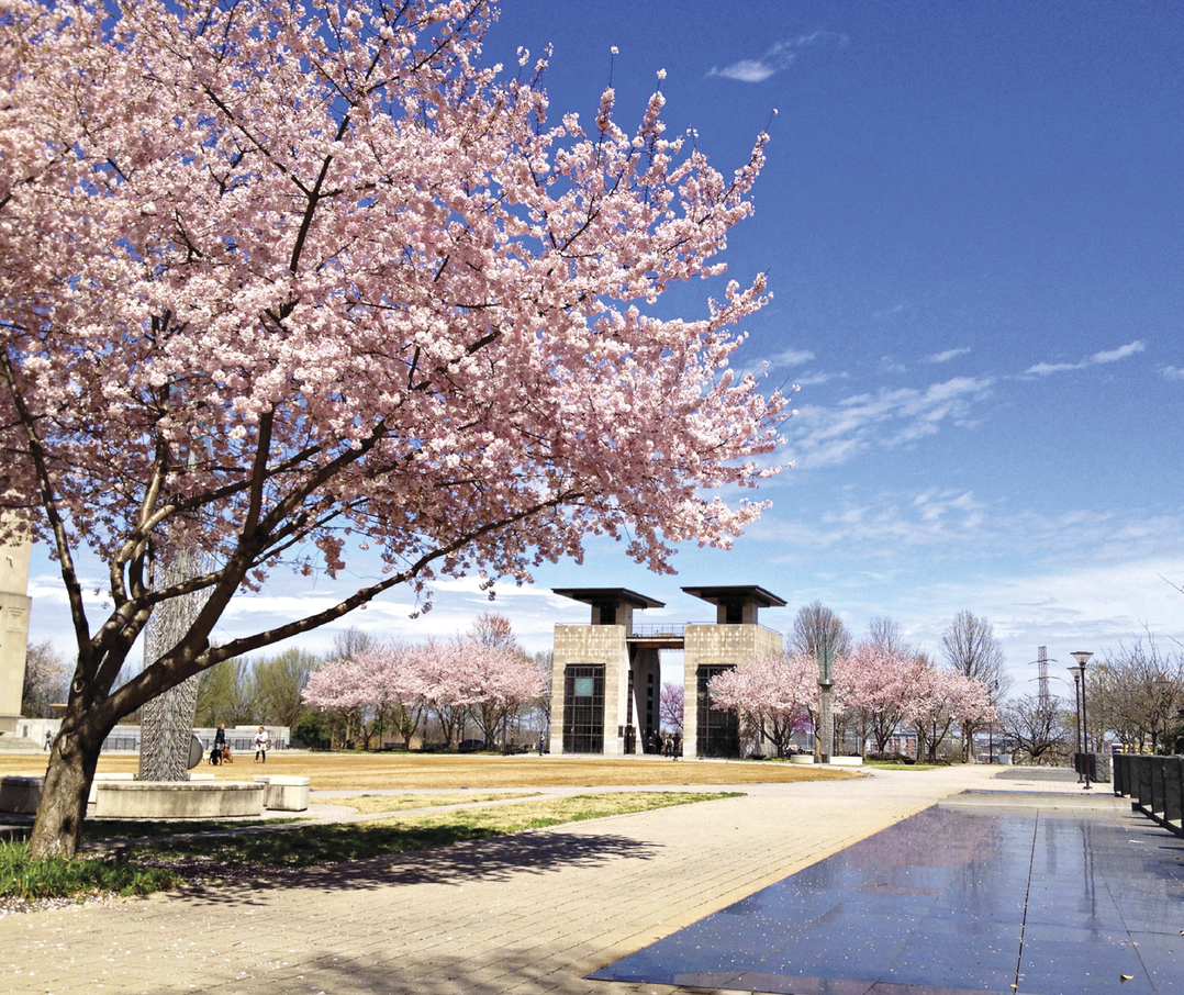 Image of the Public Square Park in Nashville full of cherry blossoms