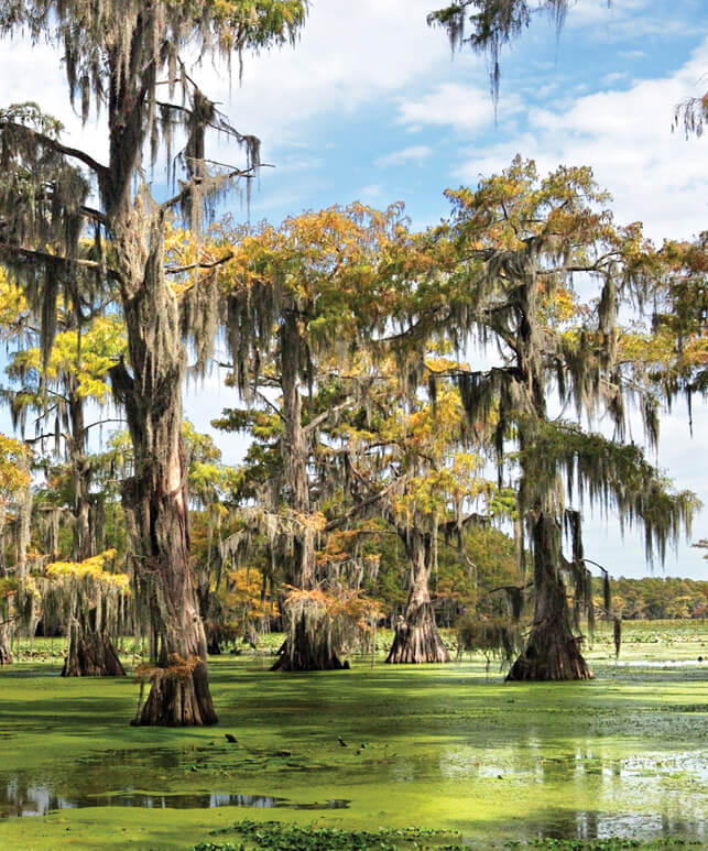 Photo of cypress trees
