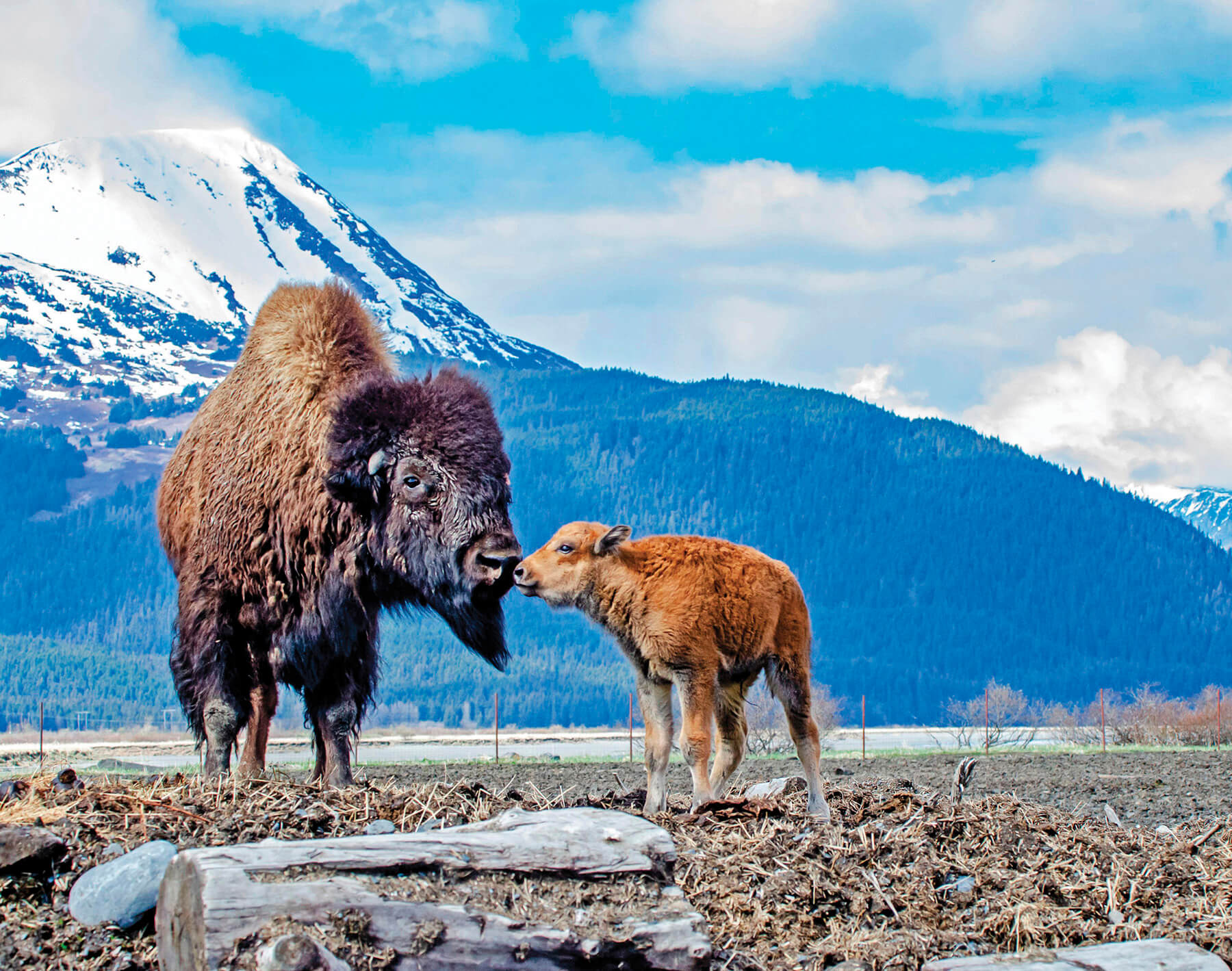 Photo of adult and baby wood bison