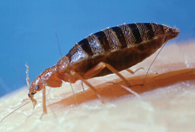 Photo of bedbug on human skin