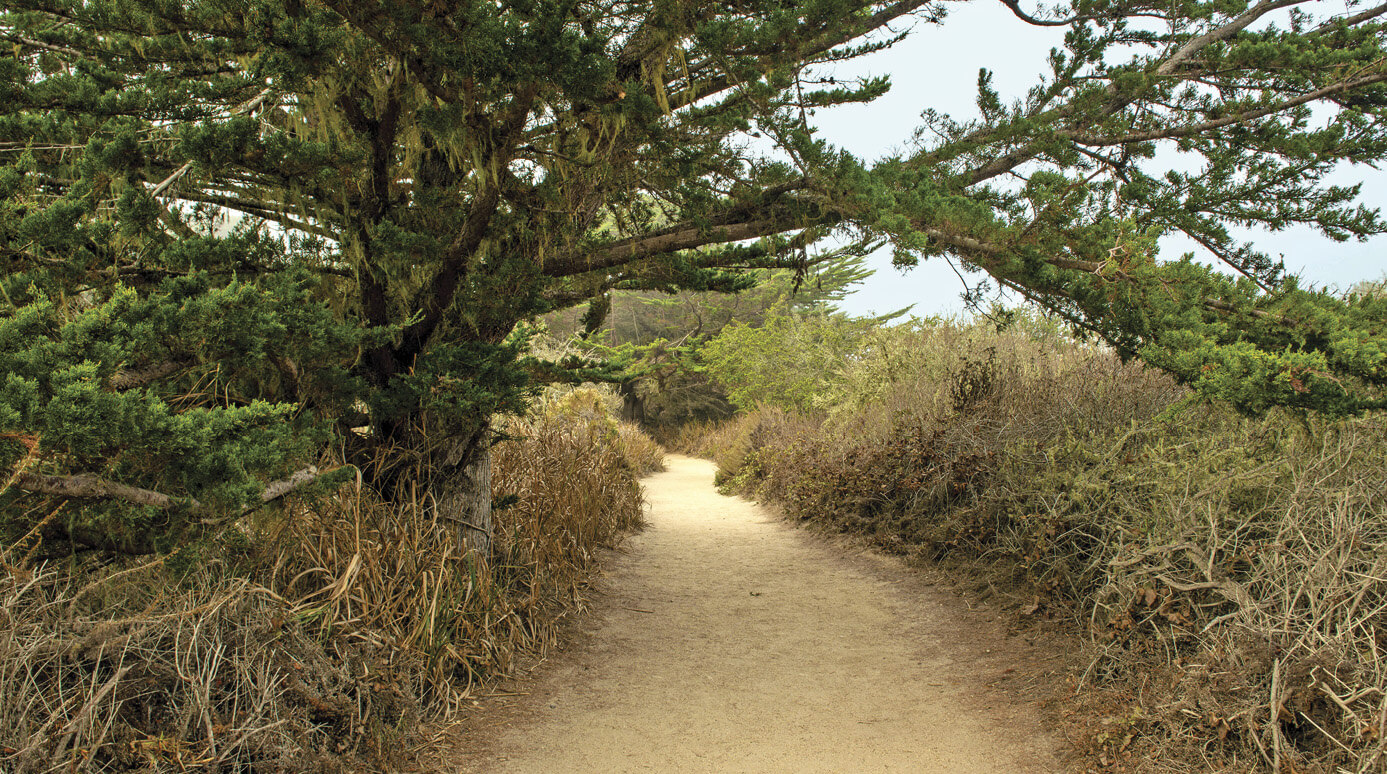 Photo of Point Lobos Loop, dirt trail with trees