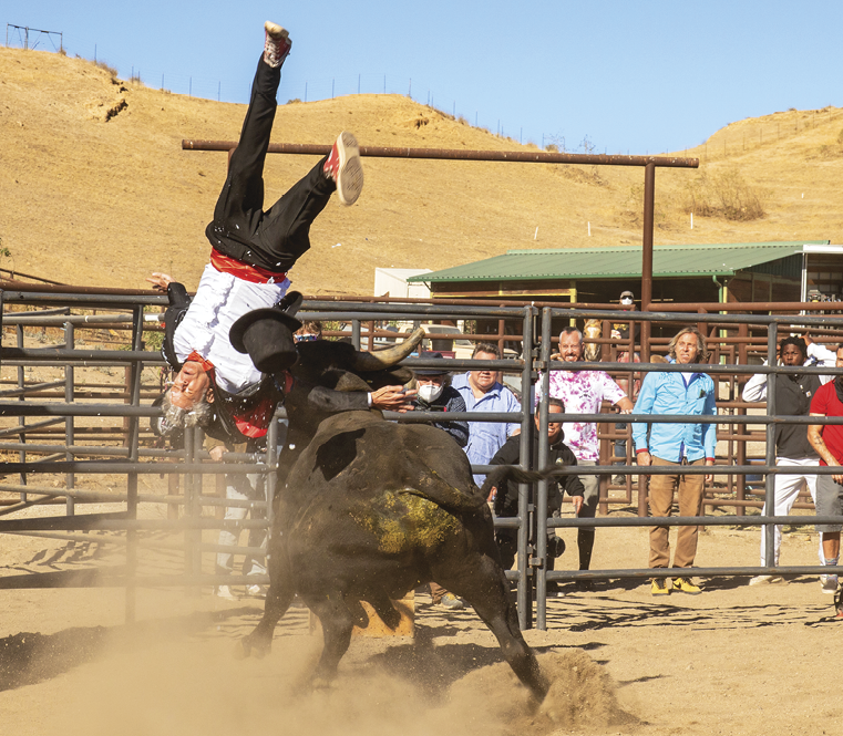 A bull fighting scene 