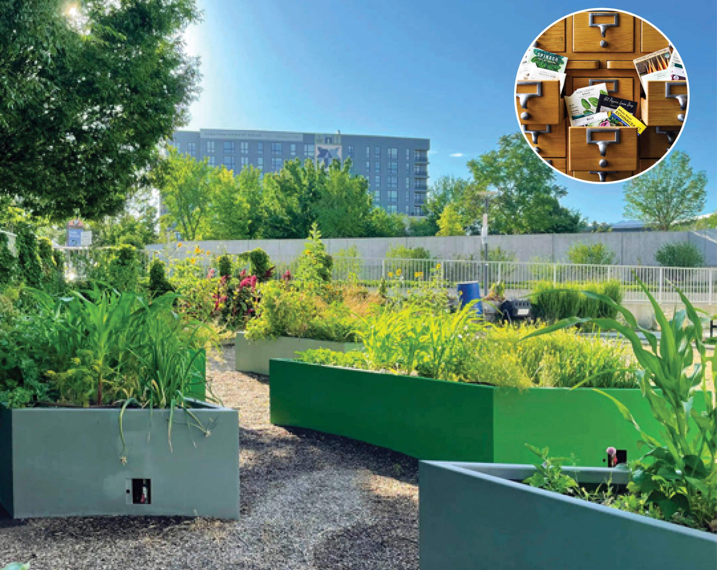 Image of a community garden 