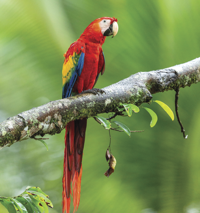 A colorful parrot sitting on a branch of a tree 