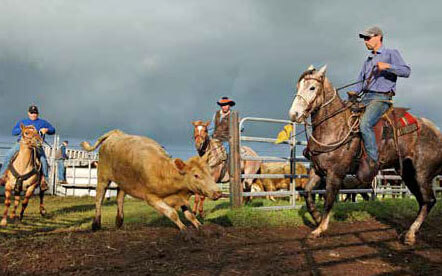 Photo of cattle ranchers in action in Waimea, Hawaii