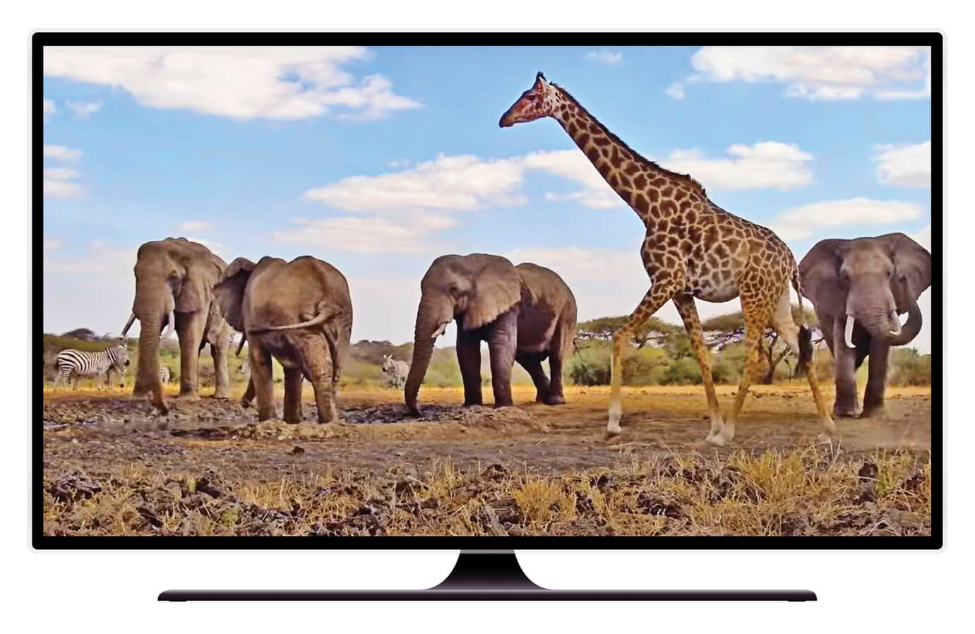 A TV with a nature documentary about elephants on screen