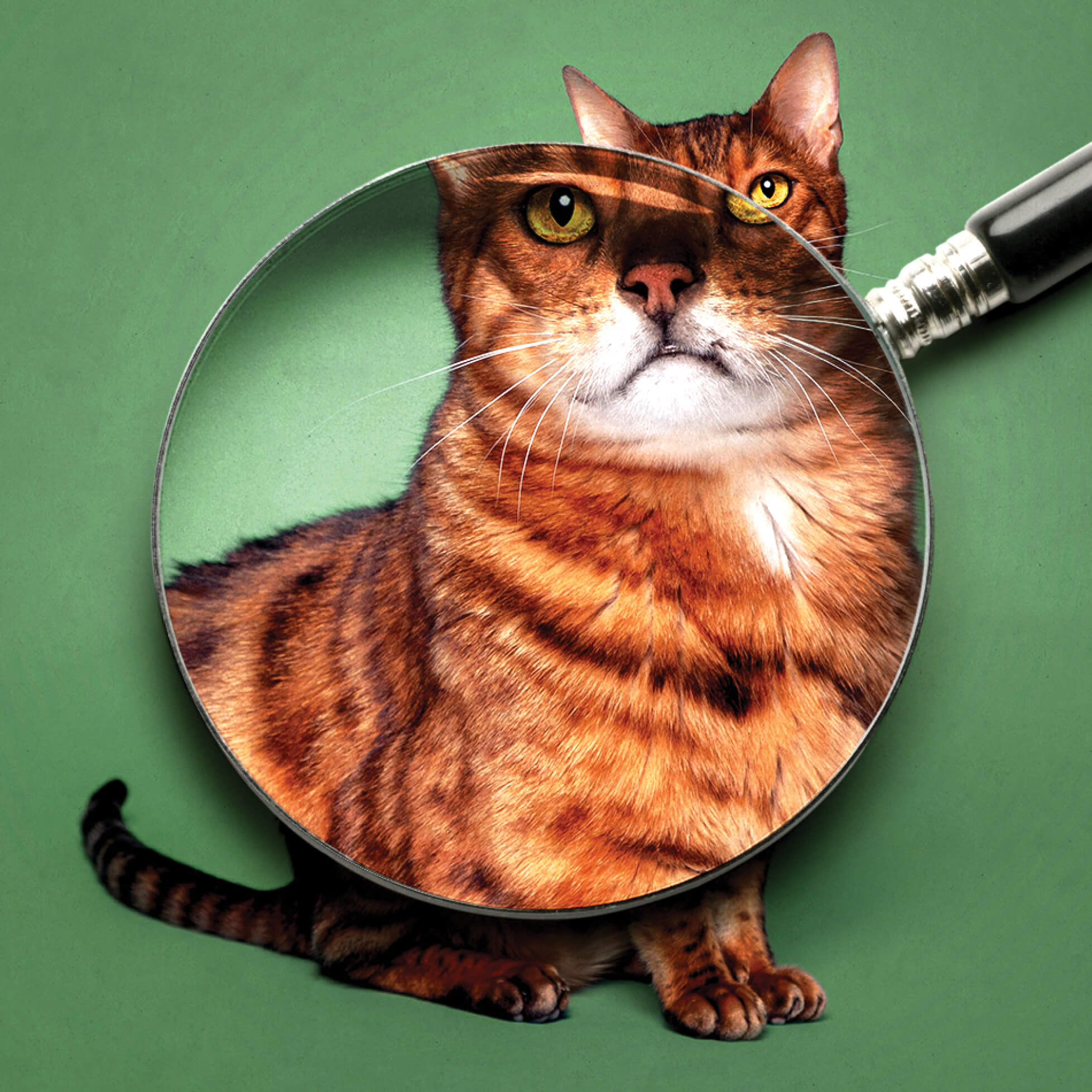 Photo illustration of a magnifying glass over an orange cat