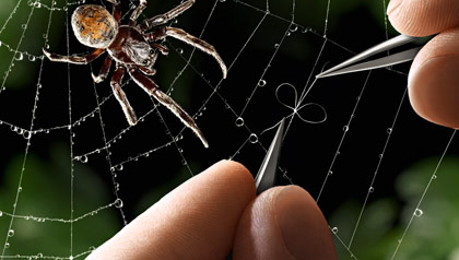 A person fixes a spider's web.