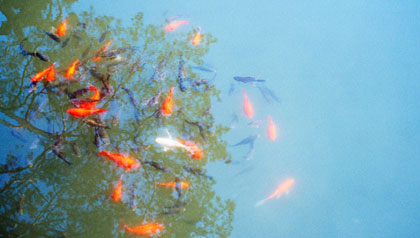 Goldfish swim in a pond representing belief in miracles