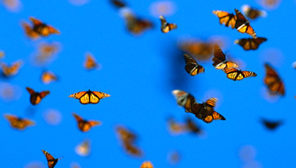 Butterflies in Mexico representing belief in miracles