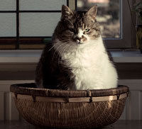 marty becker on fat pets, large cat in basket 	