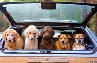 Group of dogs hanging out in trunk of station wagon