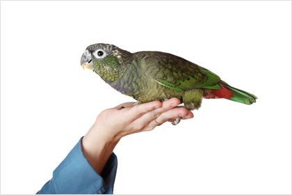 Green Pionus Parrot