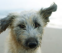 Shaggy dog on the beach