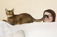 Burmese cat on a sofa with tail on womans face.