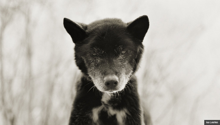 Black and white portrait of dog at age 19