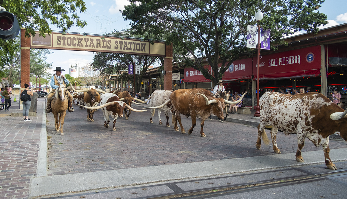 a herd of cattle are guided down a city street in fort worth texas