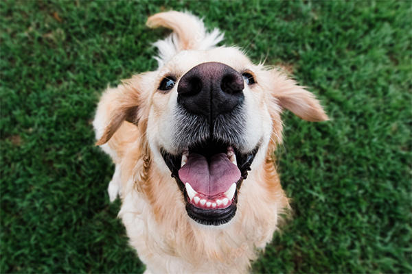 Image of golden retriever outside looking ready to play. 
