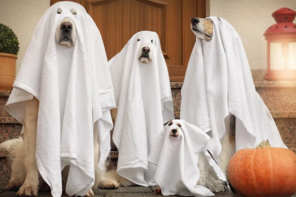 Dogs in ghost costumes