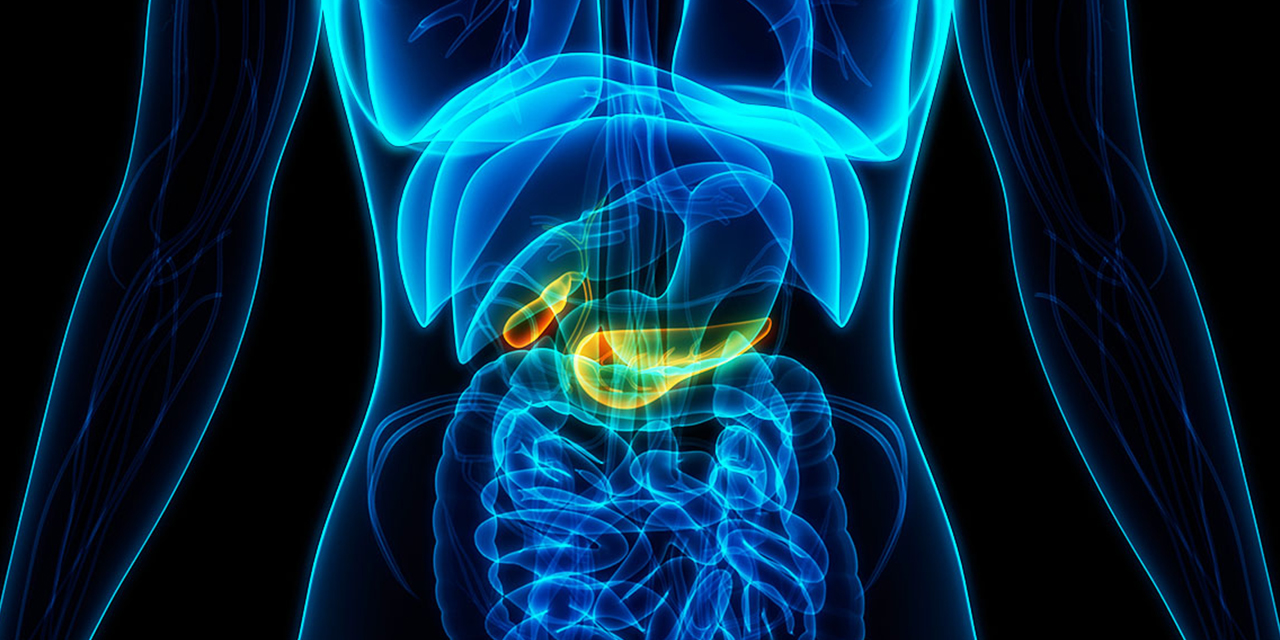 Visualization of a pancreas X-ray.